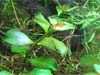 Ludwigia repens