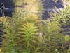 Myriophyllum aquaticum