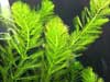 Myriophyllum spicatum