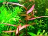 ”Polygonum