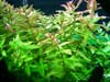 Rotala macrandra Green