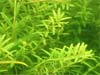 Rotala repens