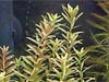 ”Rotala