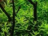 Rotala sp. Green