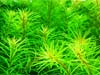 Rotala sp. Nanjenshan