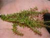 ”Rotala