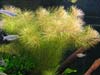 ”Rotala