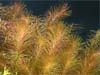 Rotala wallichii