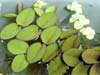 Salvinia natans